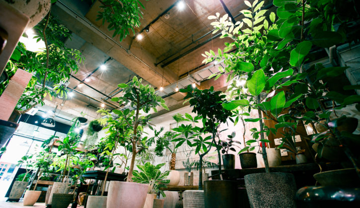 東京近辺でオシャレな観葉植物が欲しくなったらココ
